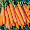 Морковь Император фото 2 