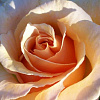 Роза чайно-гибридная Версилия фото 3 