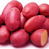 Картофель семенной Ред Скарлет фото 2 