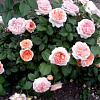 Роза парковая Чиппендейл фото 1 