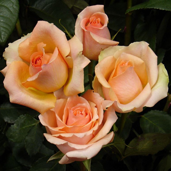 Роза чайно-гибридная Версилия фото 2 